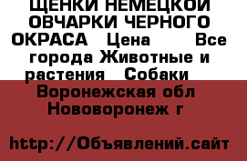 ЩЕНКИ НЕМЕЦКОЙ ОВЧАРКИ ЧЕРНОГО ОКРАСА › Цена ­ 1 - Все города Животные и растения » Собаки   . Воронежская обл.,Нововоронеж г.